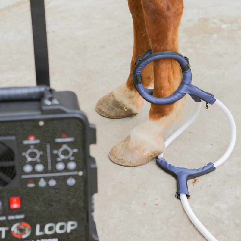PMST LOOP PEMF Therapy Horse E - огляд і ціна Health Wellness Massage